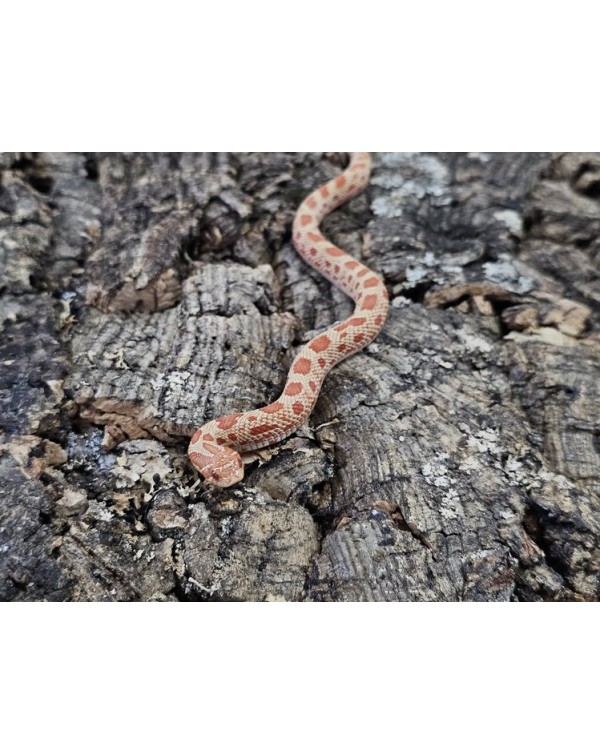 Hognose - Purple Albino Conda - Female